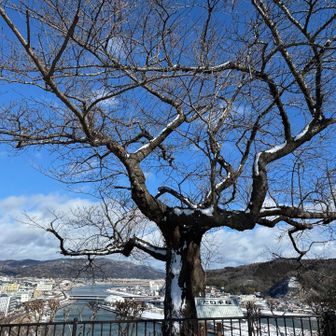 お次の山へ向かう途中の桜の木🪾