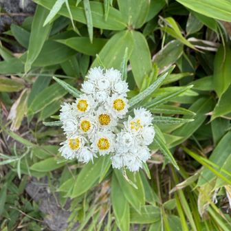 ヤマハハコ（山母子）