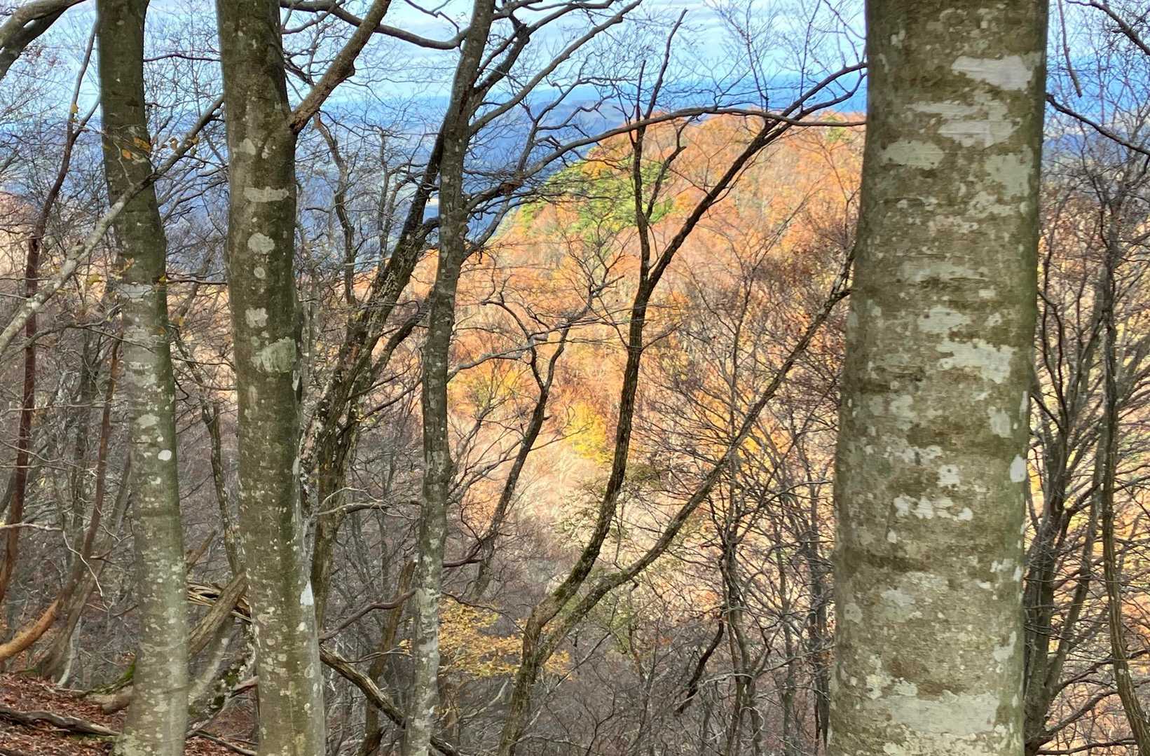 ブナ林の向こうは美しい紅葉🍁