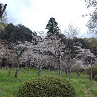 神宮から大和三山巡りに