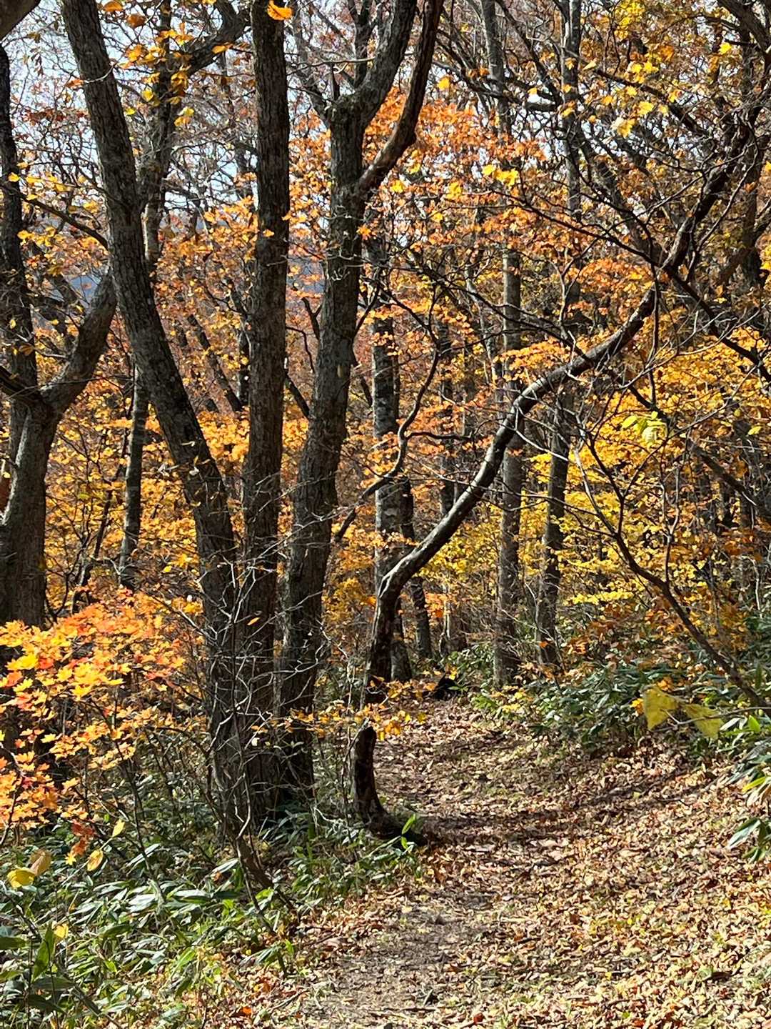 標高が低い方が紅葉が残ってる
