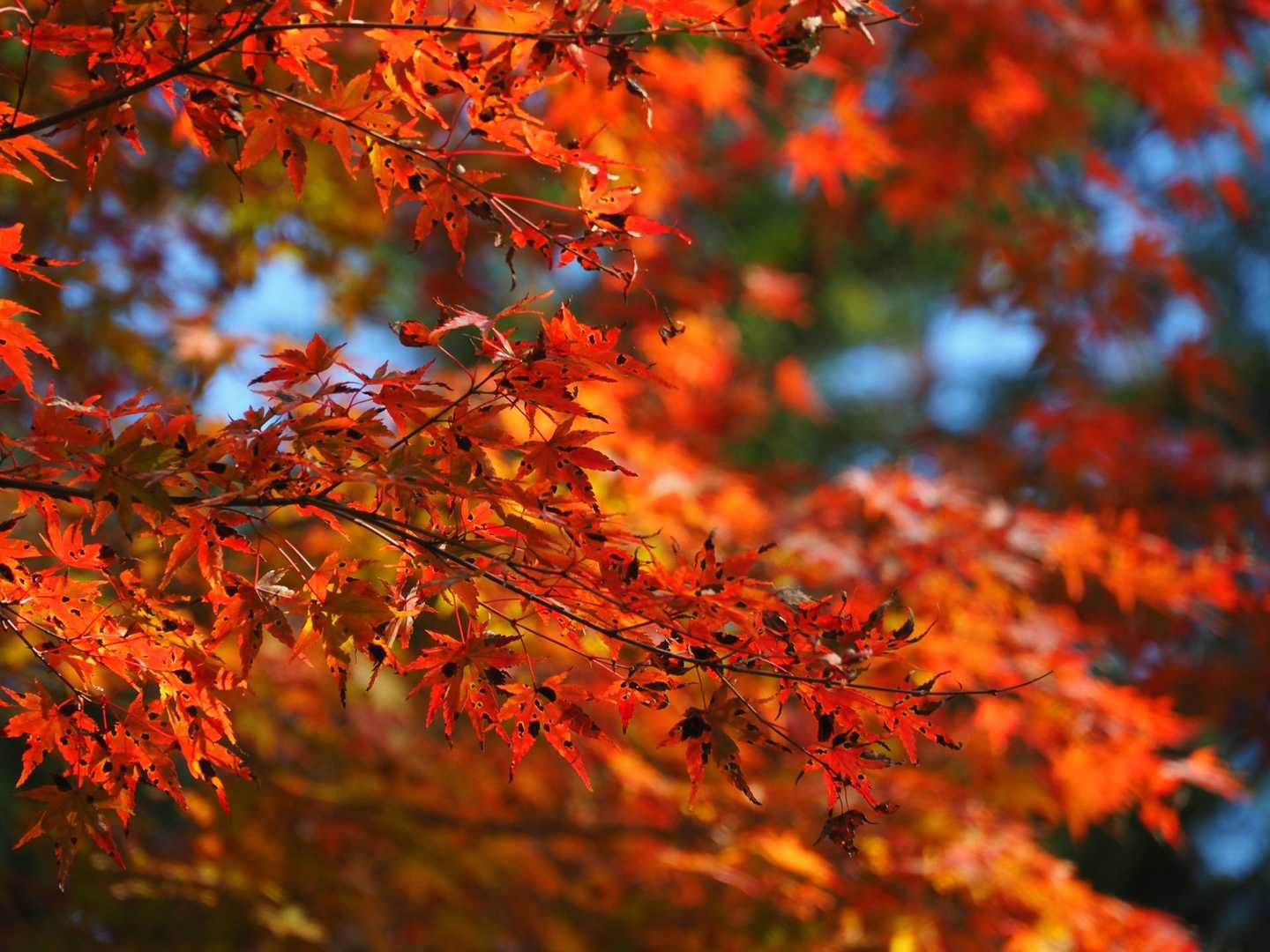 🍁綺麗です