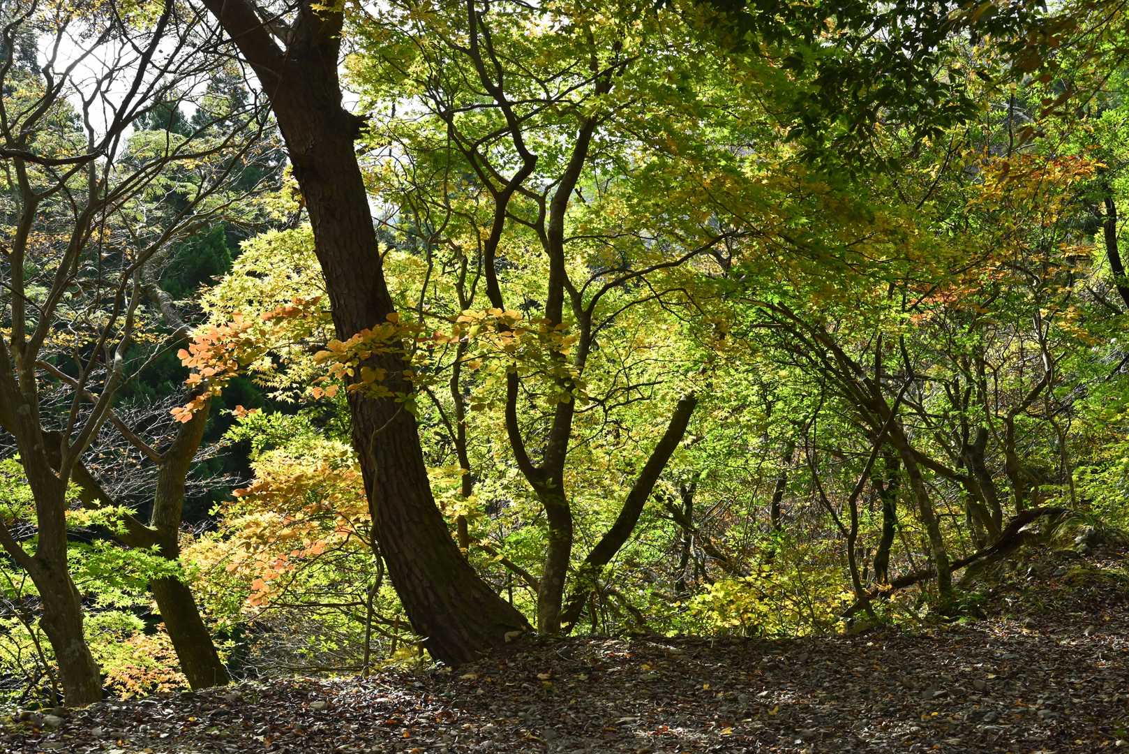 甲津畑登山口-杉峠-杉峠ノ頭-イブネ-クラシ 往復コースの写真