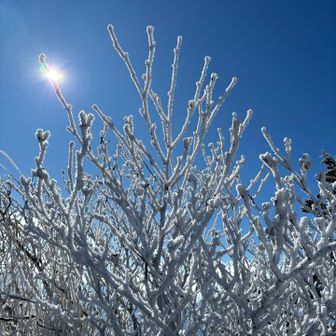 そして、凍る枝先もキラ〜ン😃

続いて🚶‍➡️