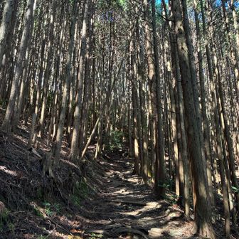 杉林
東側なんで☀️日がさす