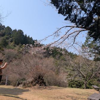 暑さと水不足で桜もあまり元気がない・・・？