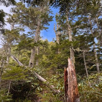 青空が見えたら大唐松山は近い
