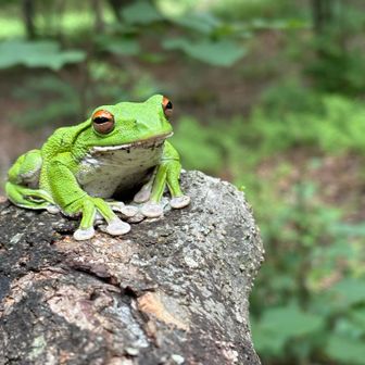 モリアオガエルに遭遇