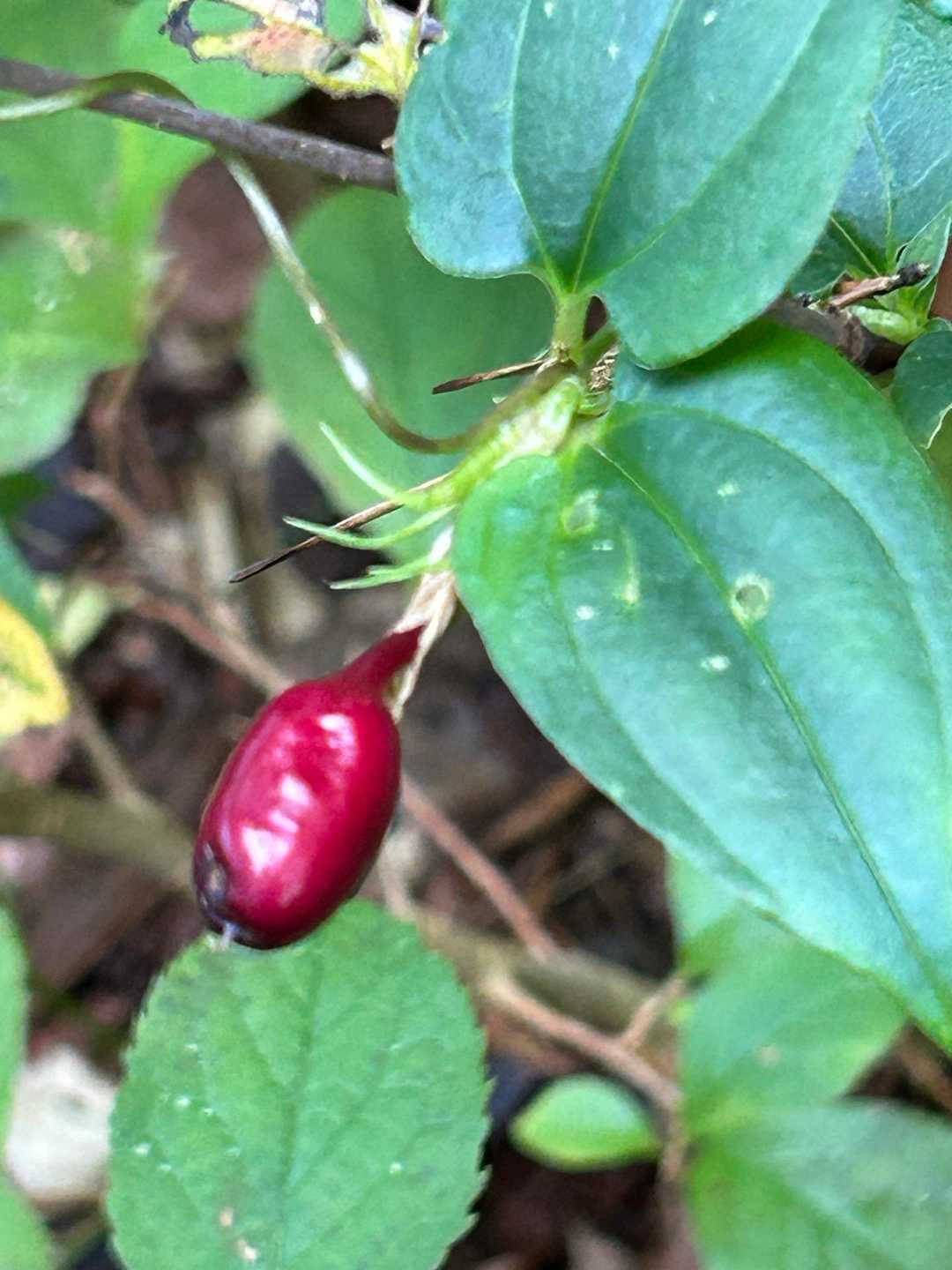 ツルリンドウ(蔓竜胆)の実