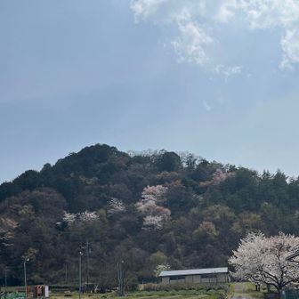 これから登る山も桜がいっぱい