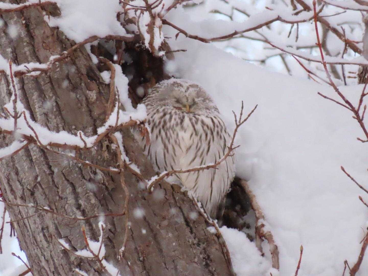 まんまるフクロウさん🦉
今年もよろしくお願いします