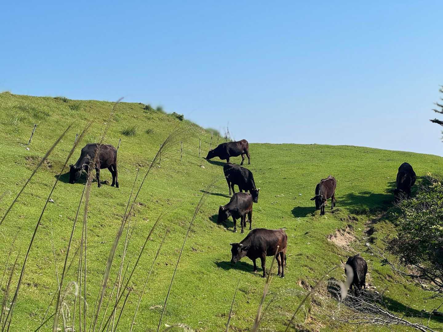 🐃草を食む音 好きです