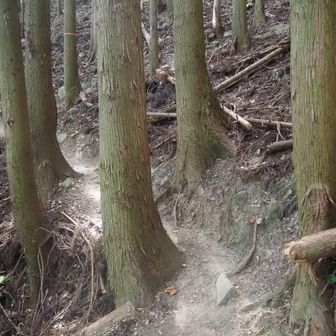 歩きやすい登山道です。
