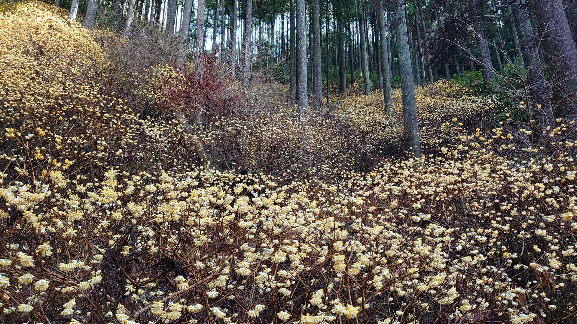 鳶ノ巣山 往復コースの写真
