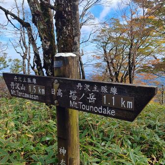 日高、笹に囲まれている