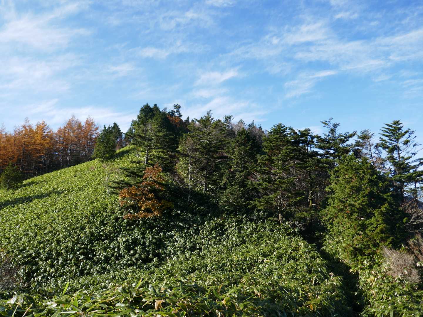 神坂峠登山口-千両山-鳥越峠-大判山 往復コースの写真
