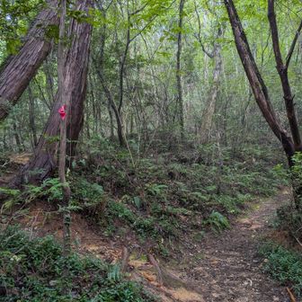 北山へ戻りますが
ここで右の緩い道は選択せず
またズルズルの急登で戻ることをわざわざ選ぶ人…😅