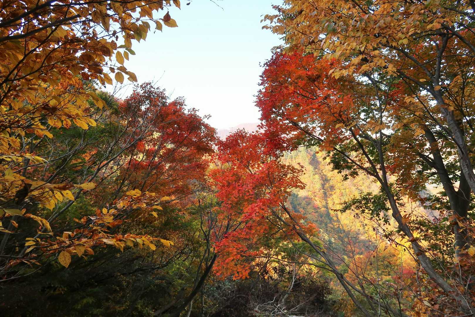 名残惜しくも、紅葉見ながら下山します