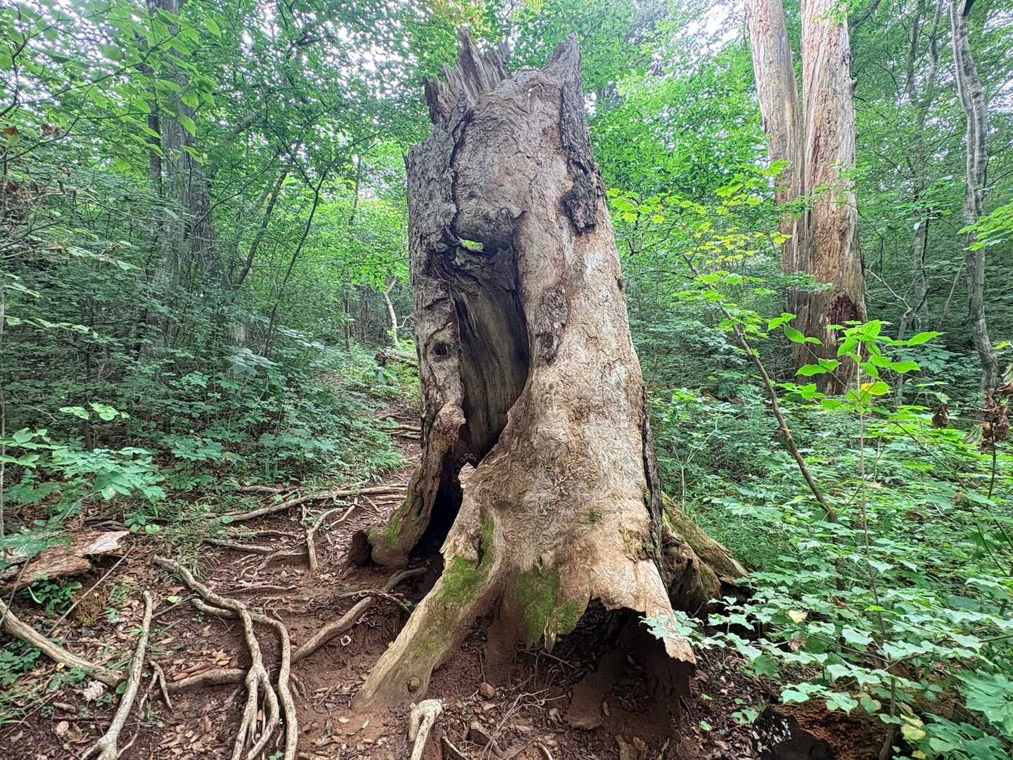 空洞の樹