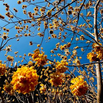 元気な雰囲気のミツマタも良い🙆‍♀️