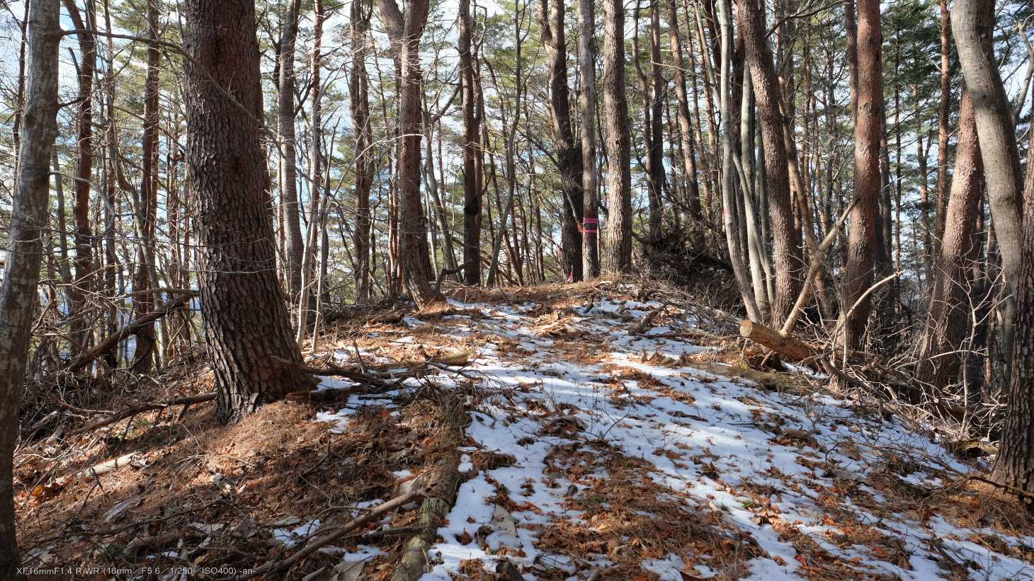 「大沢山」山頂です。一切藪無しで登れました。