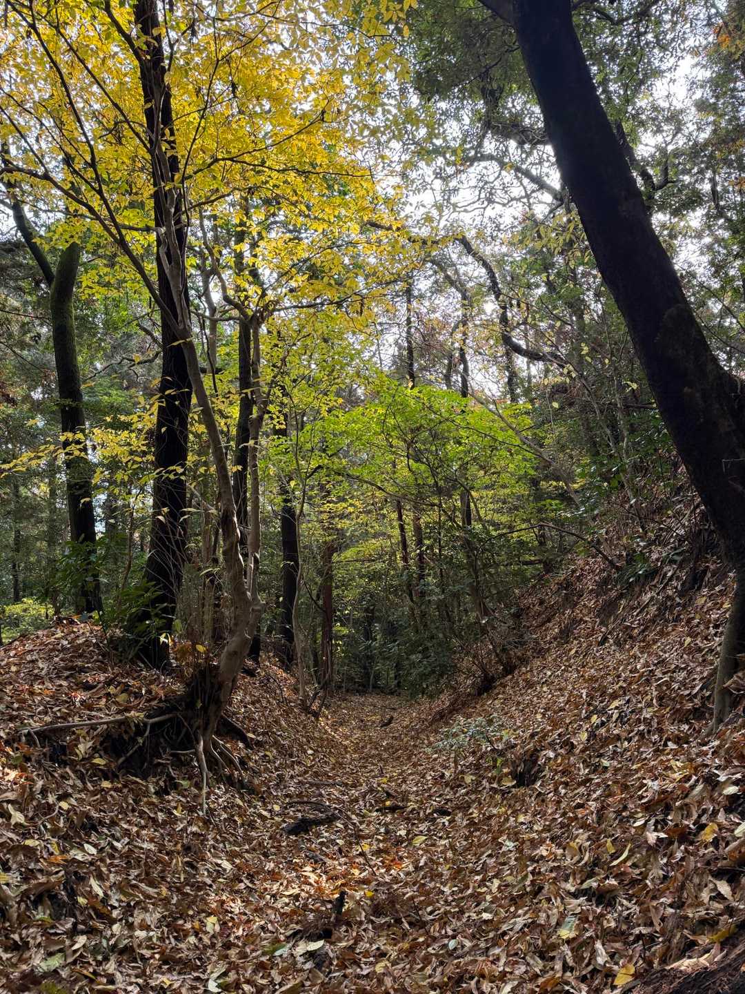 気持ちいい山道
