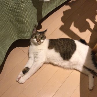 ミントさんのしっぽ