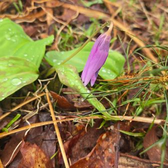 またつぼみ? みんなこんな感じ