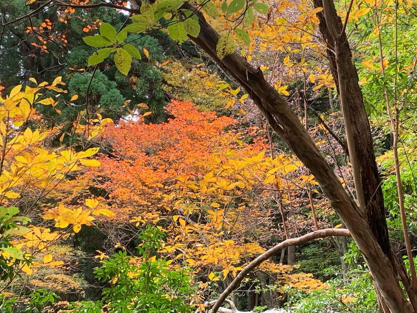 平バス停-平登山口-皆子山 周回コースの写真