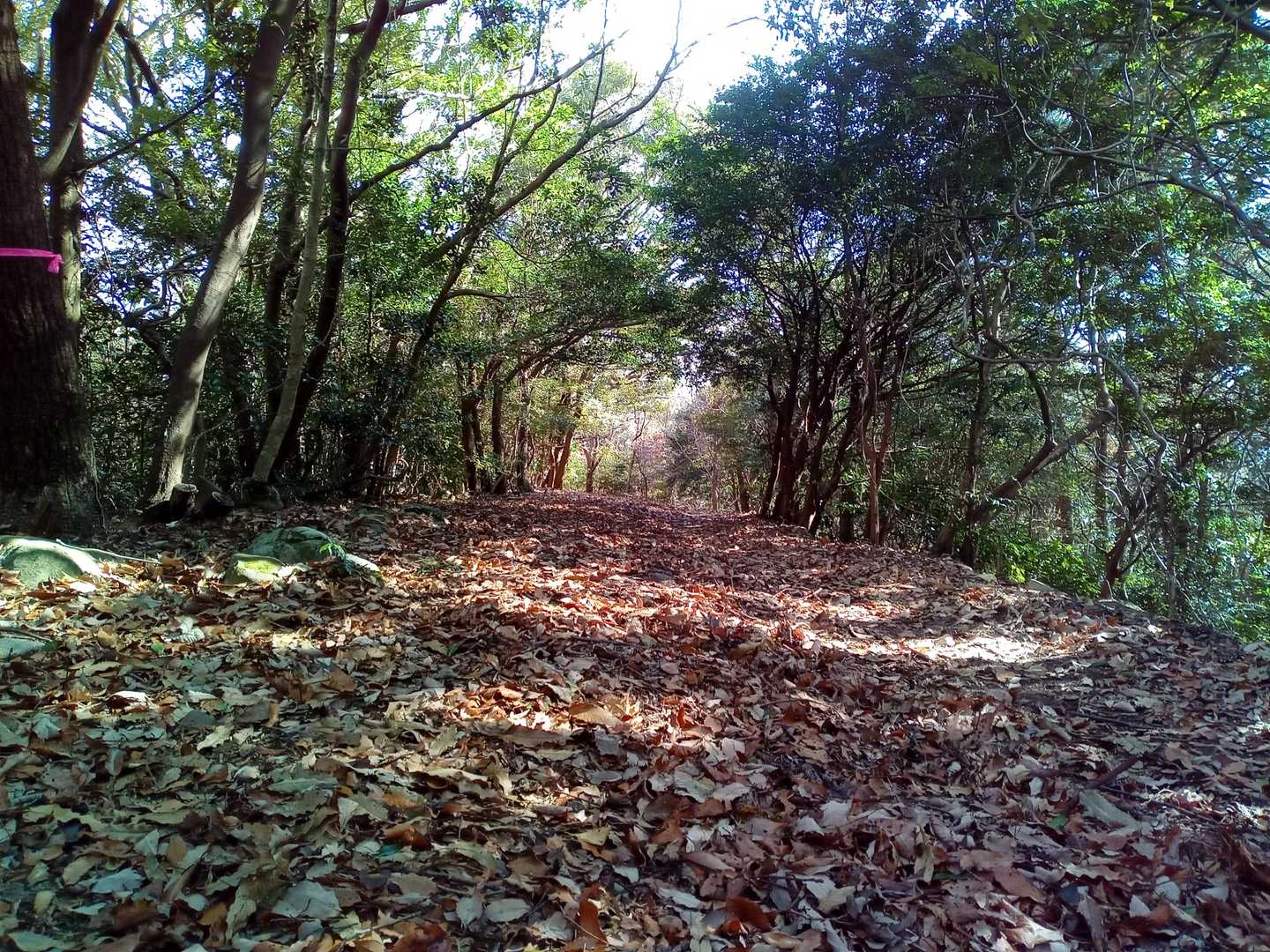 お山歩にピッタリの山道。