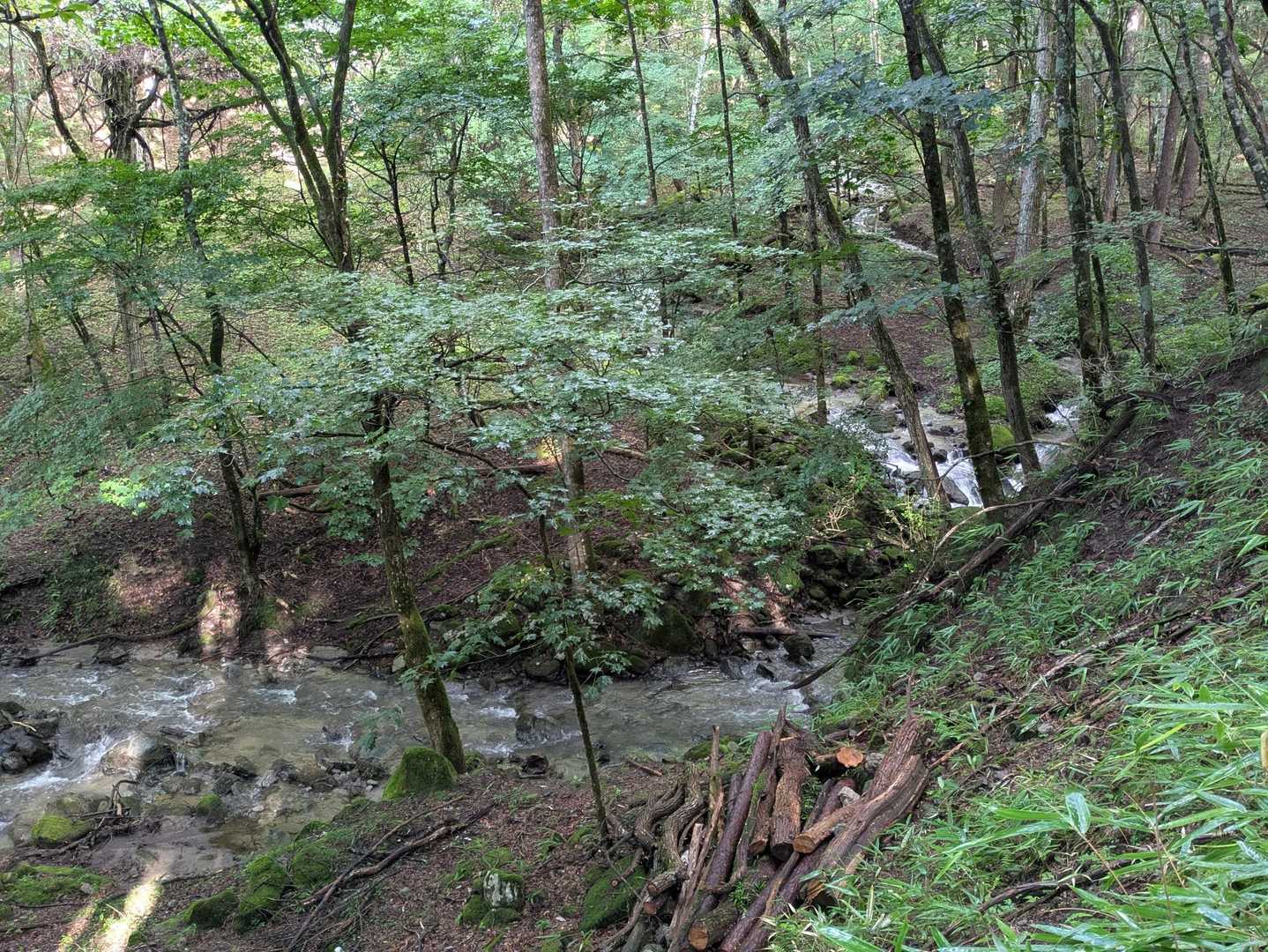 水量が豊富
森が生き生きしてる感じ✨