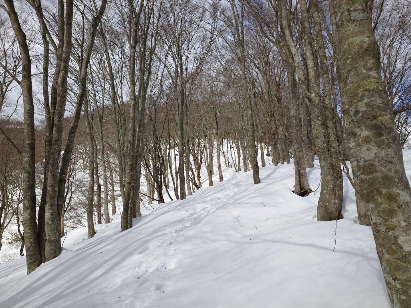 マキノ高原温泉さらさバス停-寒風 往復コースの写真