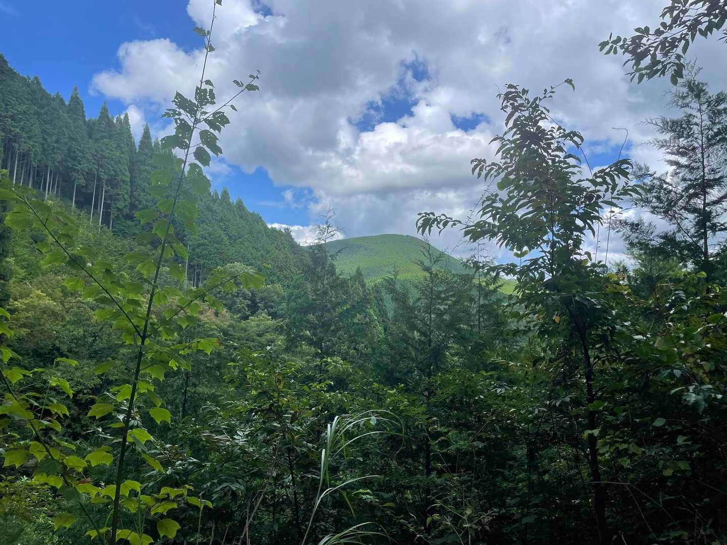 登り始めて最初の眺望、この辺でこの日唯一のアブの追っかけ出現