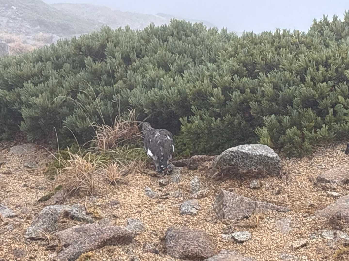 雷鳥コッチ向いて！
足周りが白い冬毛に、