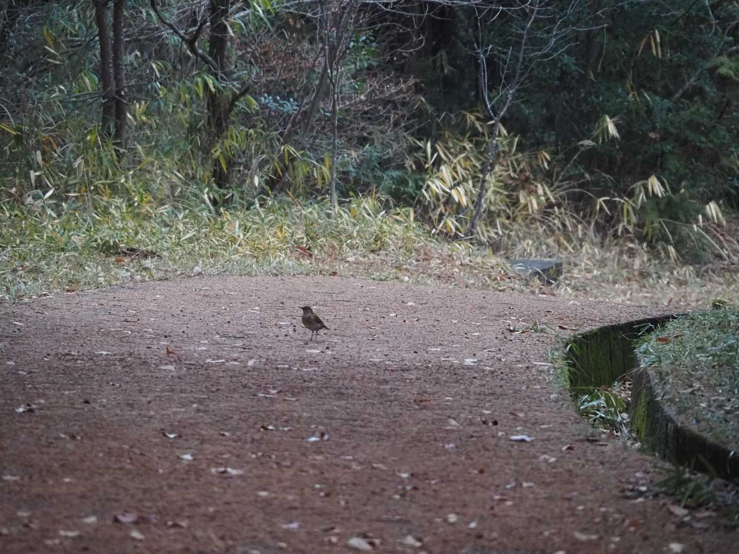 城山 往復コースの写真