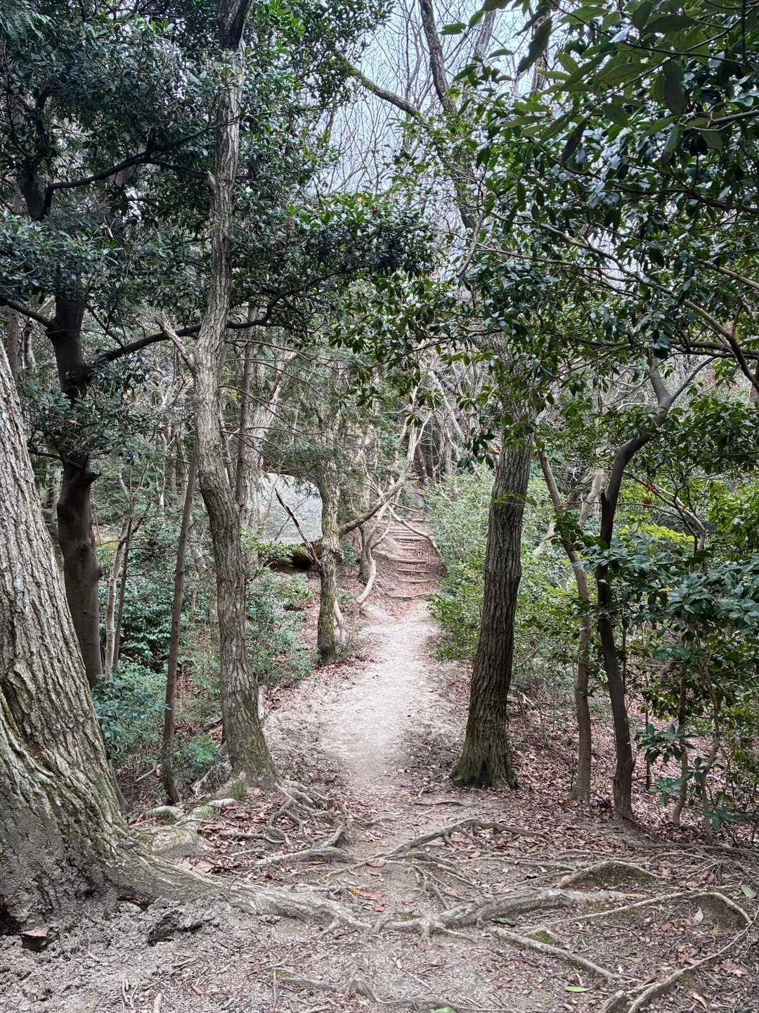 妙見山 往復コースの写真
