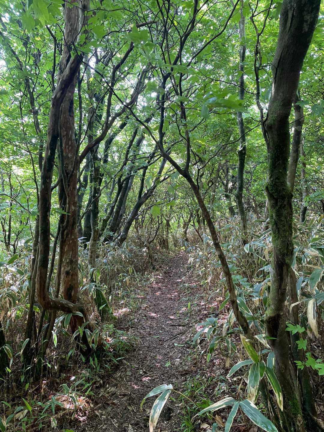 井原山 野河内渓谷からの森林浴コースの写真