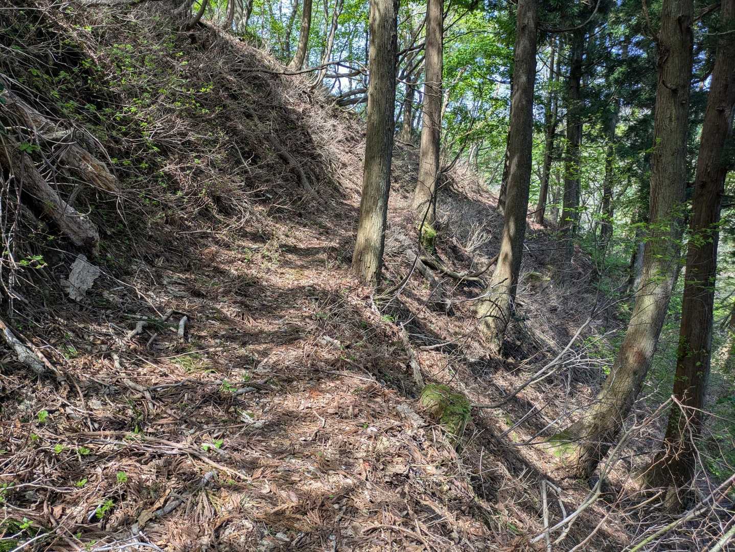 雀ヶ峠からしばらくは右手に杉林を見ながらのトラバース