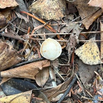 西門の銀杏の実
たくさん落ちています
これは、果肉から出てます
あの独特な匂いはあまり、しません