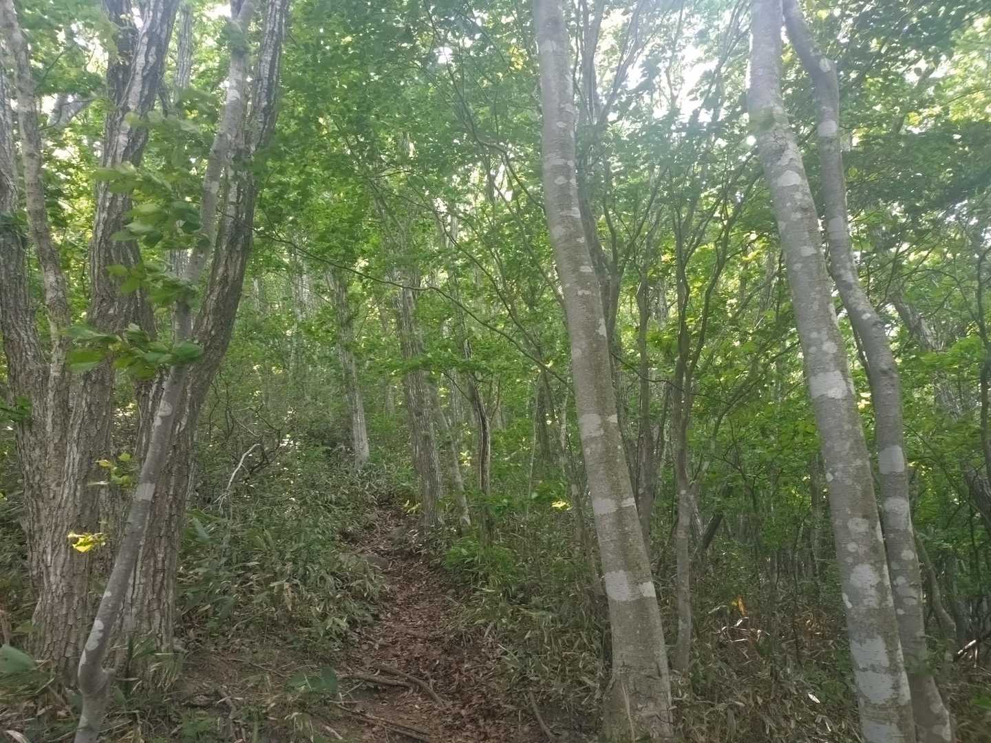 緑💚