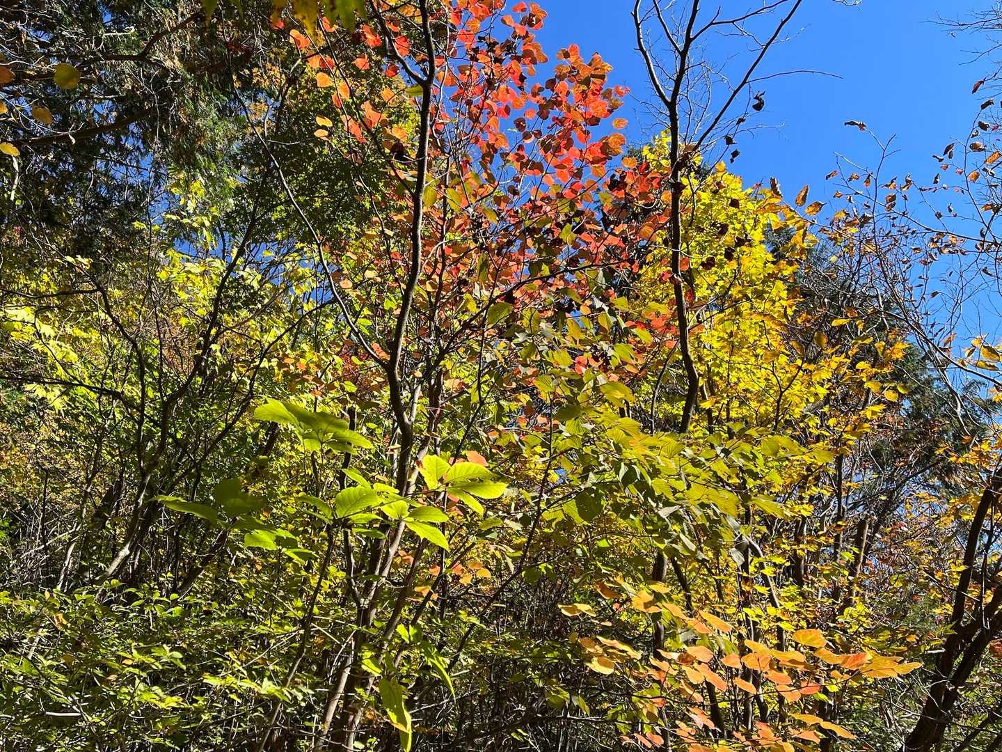 だんだんいい感じに🍁