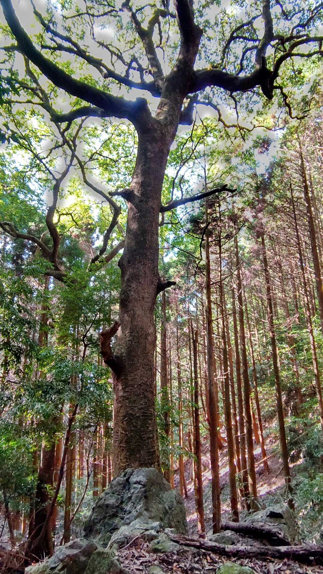 踏み固められた歩きやすい
山道を下山してます。
途中、大木😳