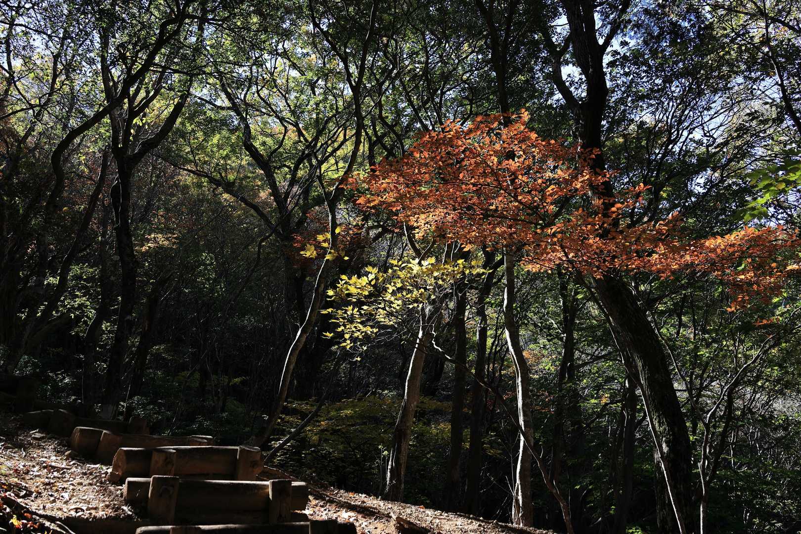 三方山-小倉山 往復コースの写真