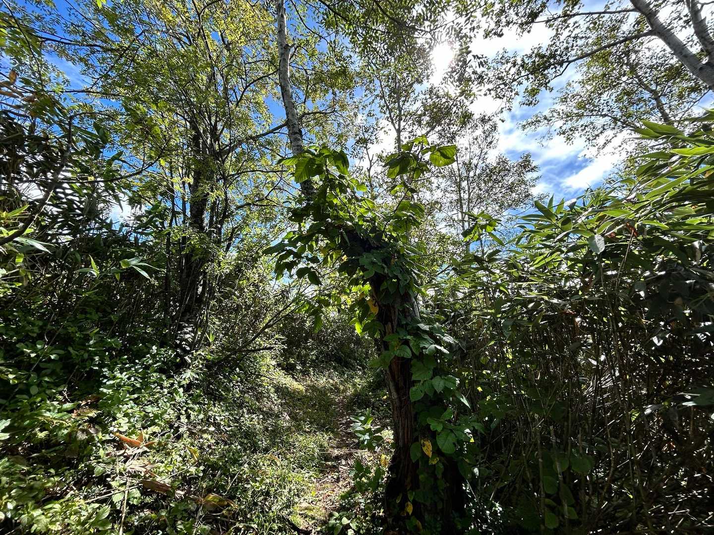無名山へ向かう道
わかりにくいですが真ん中の木🌲の左側👀