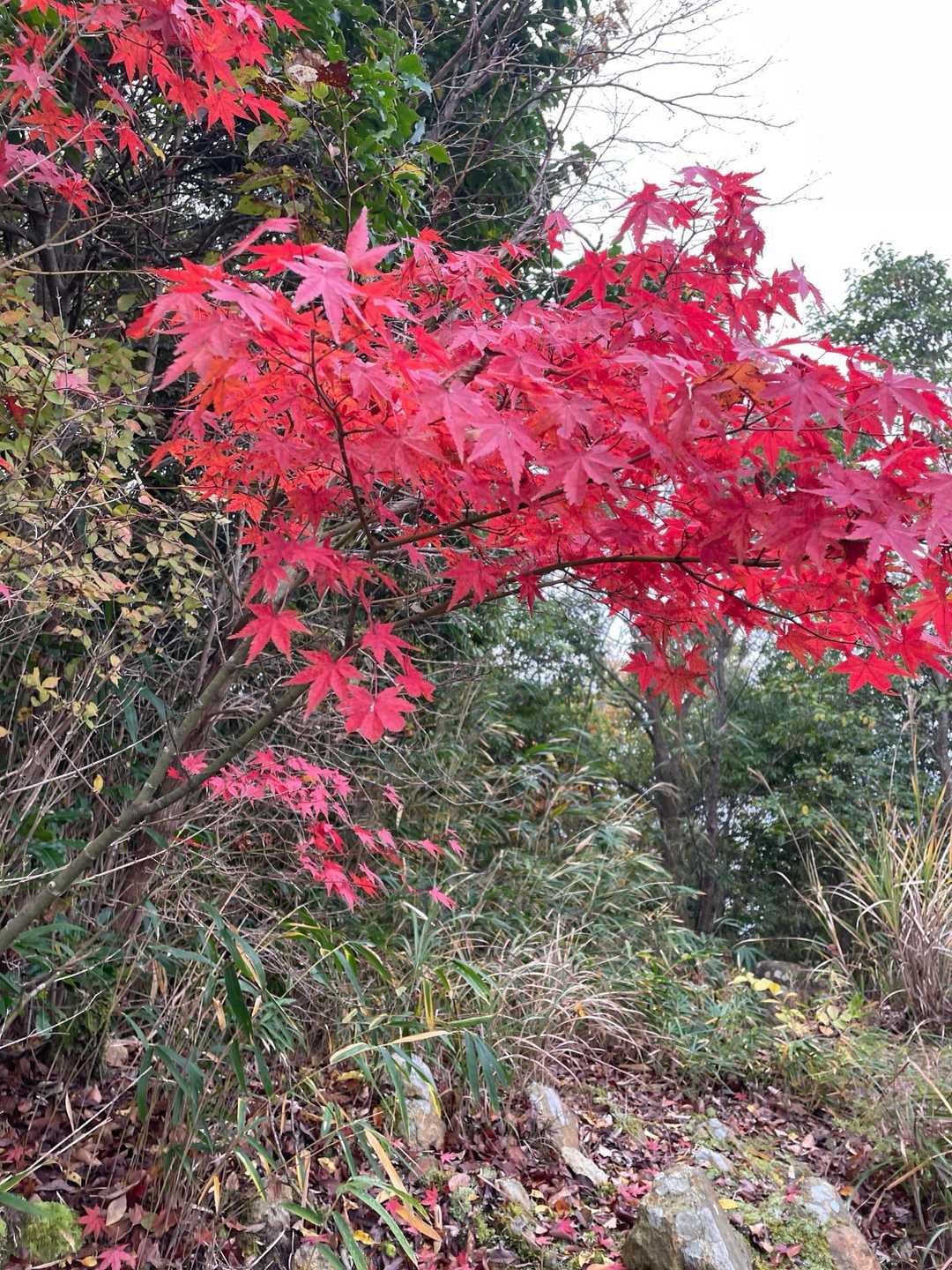 北腰越-繖山 往復コースの写真