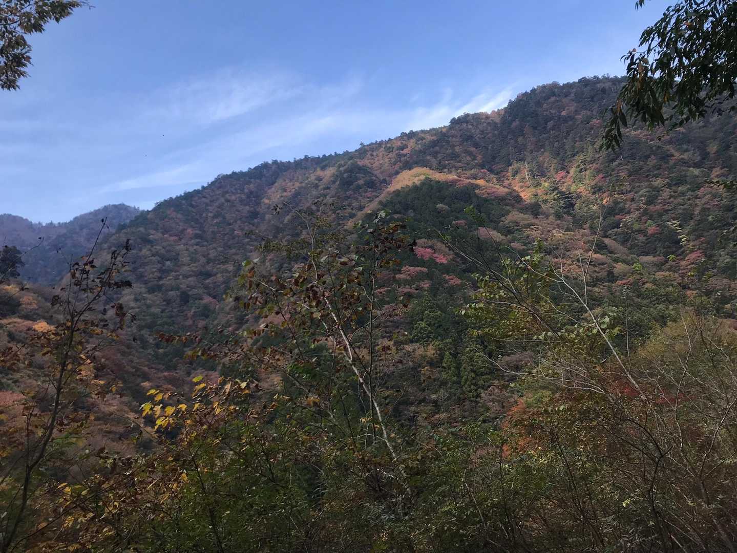 綺麗な紅葉🍁だが
上手く撮れていないか？