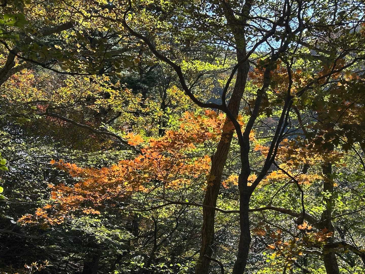 神原登山口-国観峠-祖母山 往復コースの写真