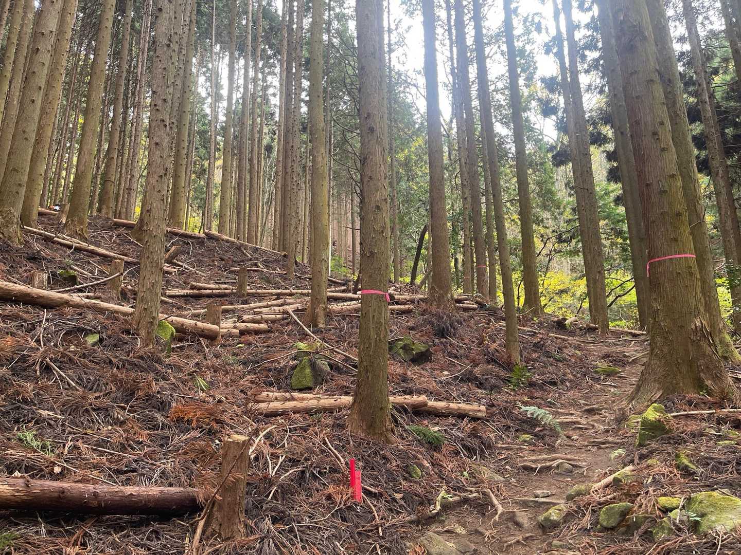 六所山-炮烙山 周回コースの写真