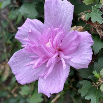 きれいな花を眺めつつ
