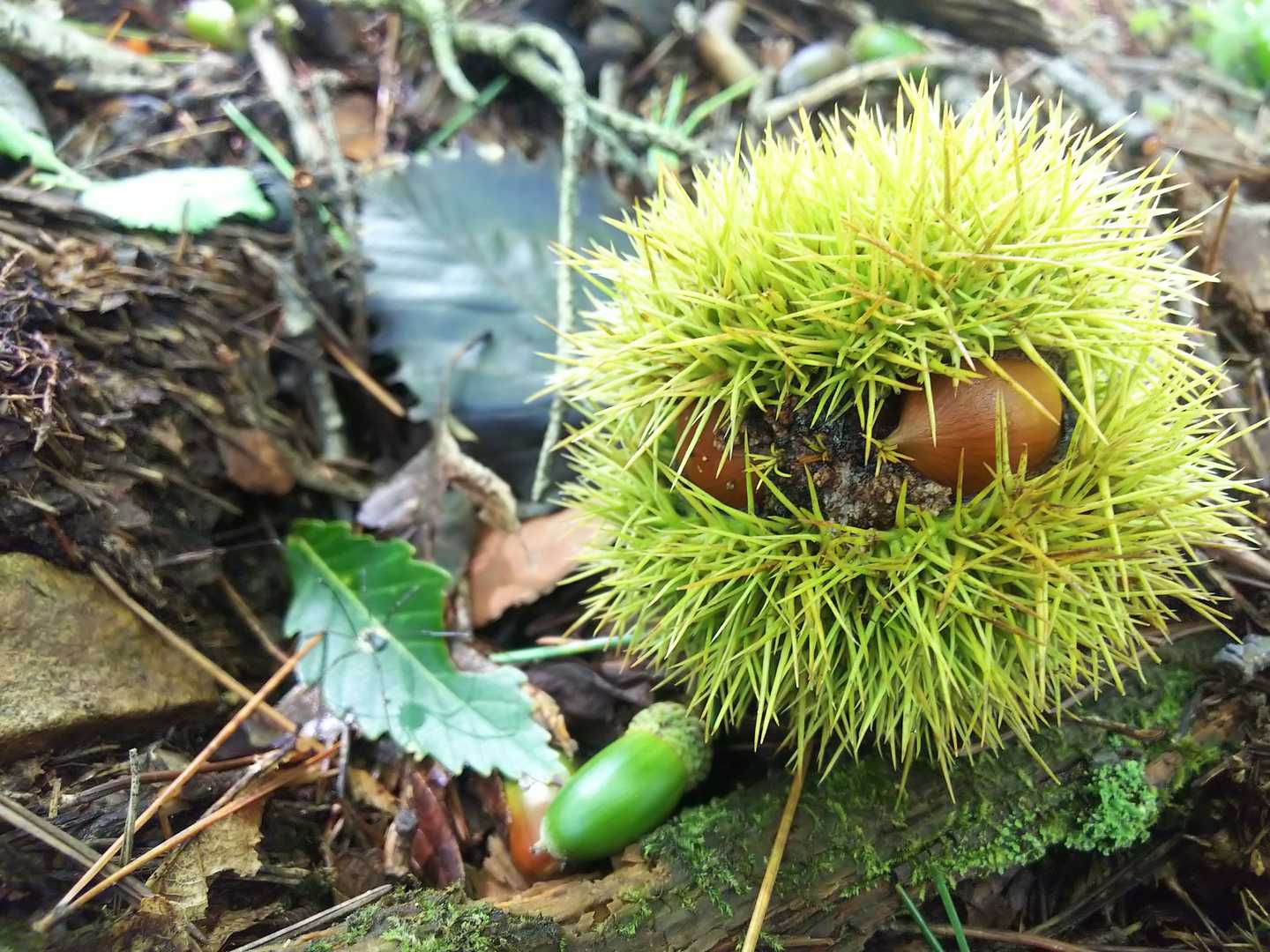 先日の台風で栗がたくさん落ちていた🌰帰りに拾ってこ🎵